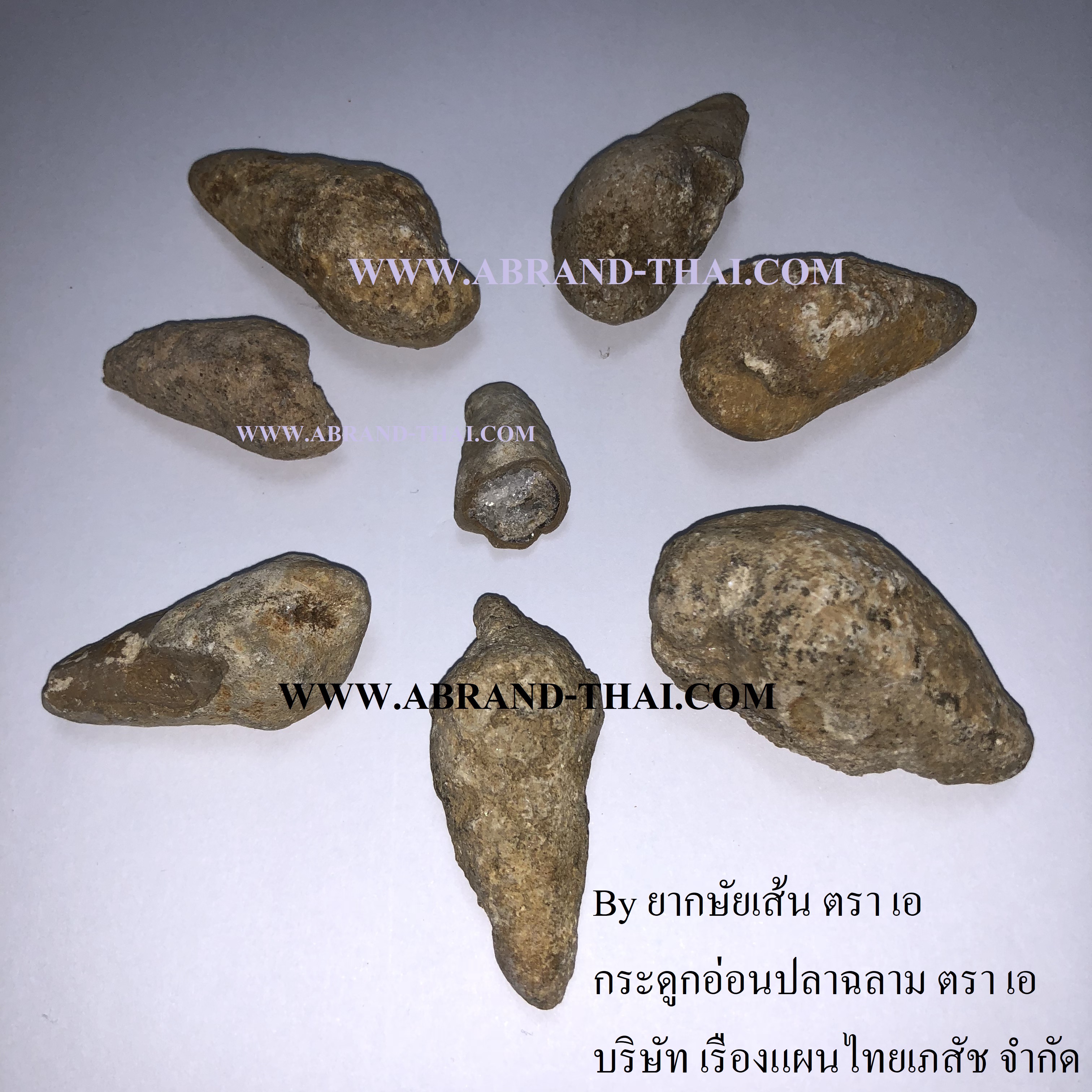 ฟอสซิลหอย คตหอย