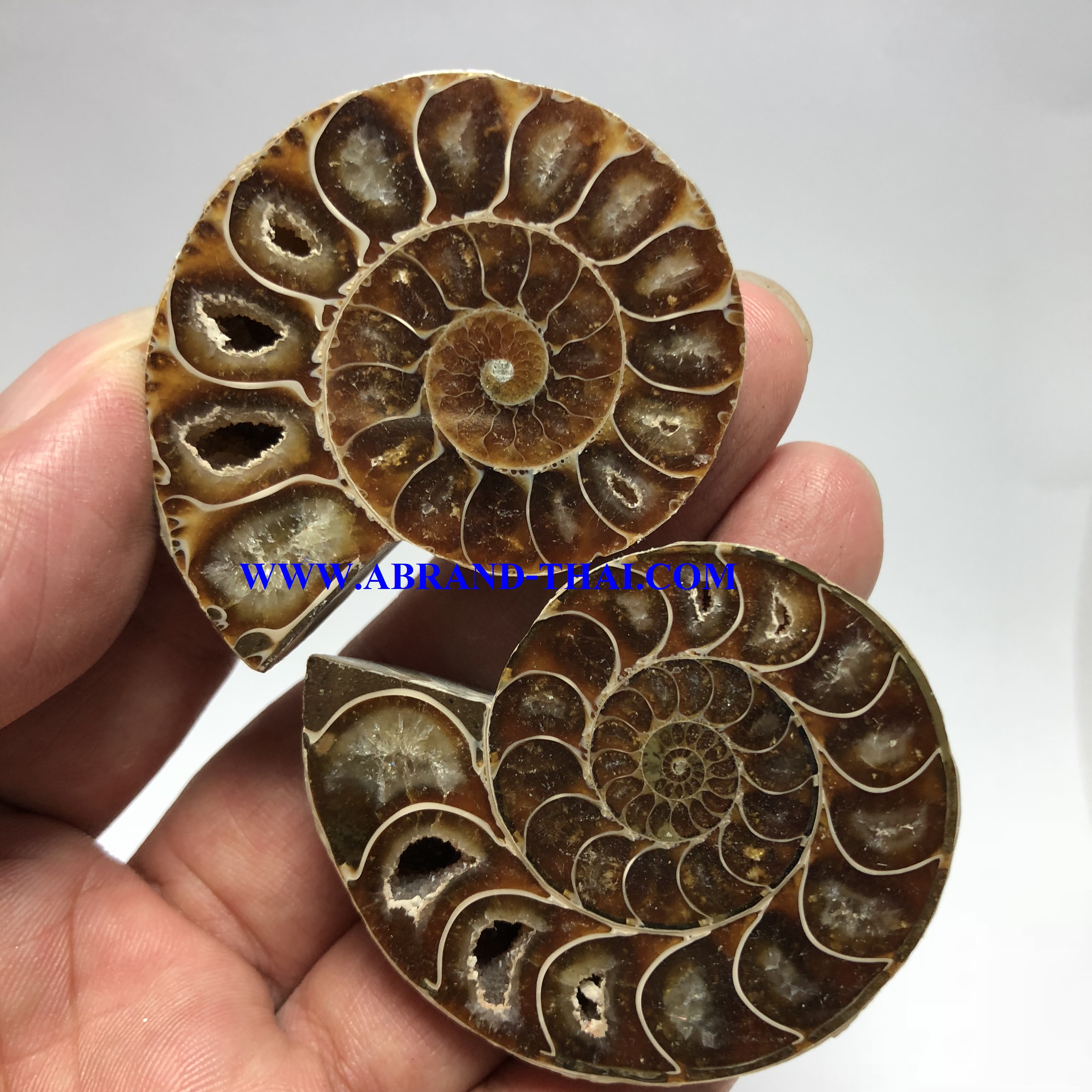 แอมโมไนต์ Ammonite