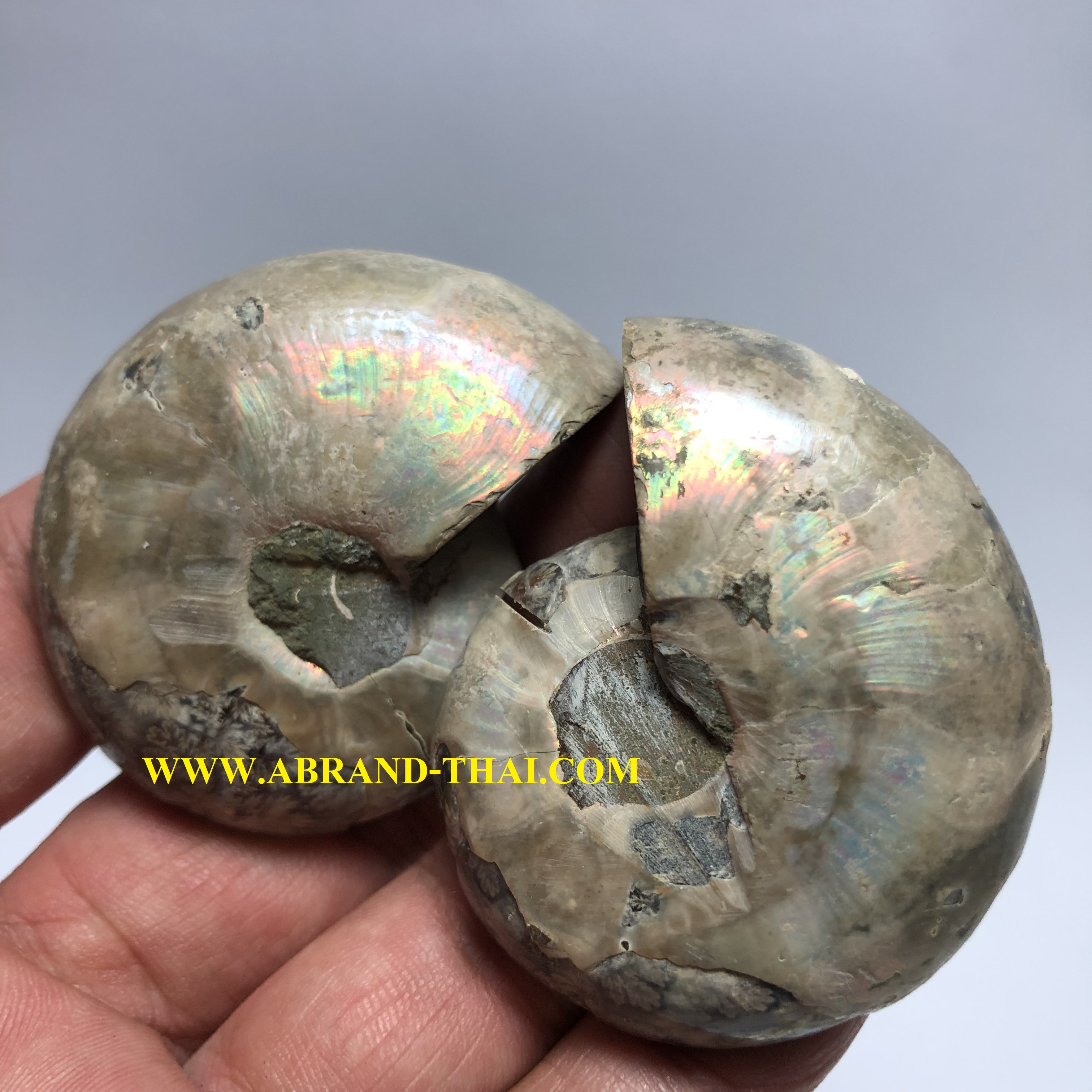 แอมโมไนต์ Ammonite