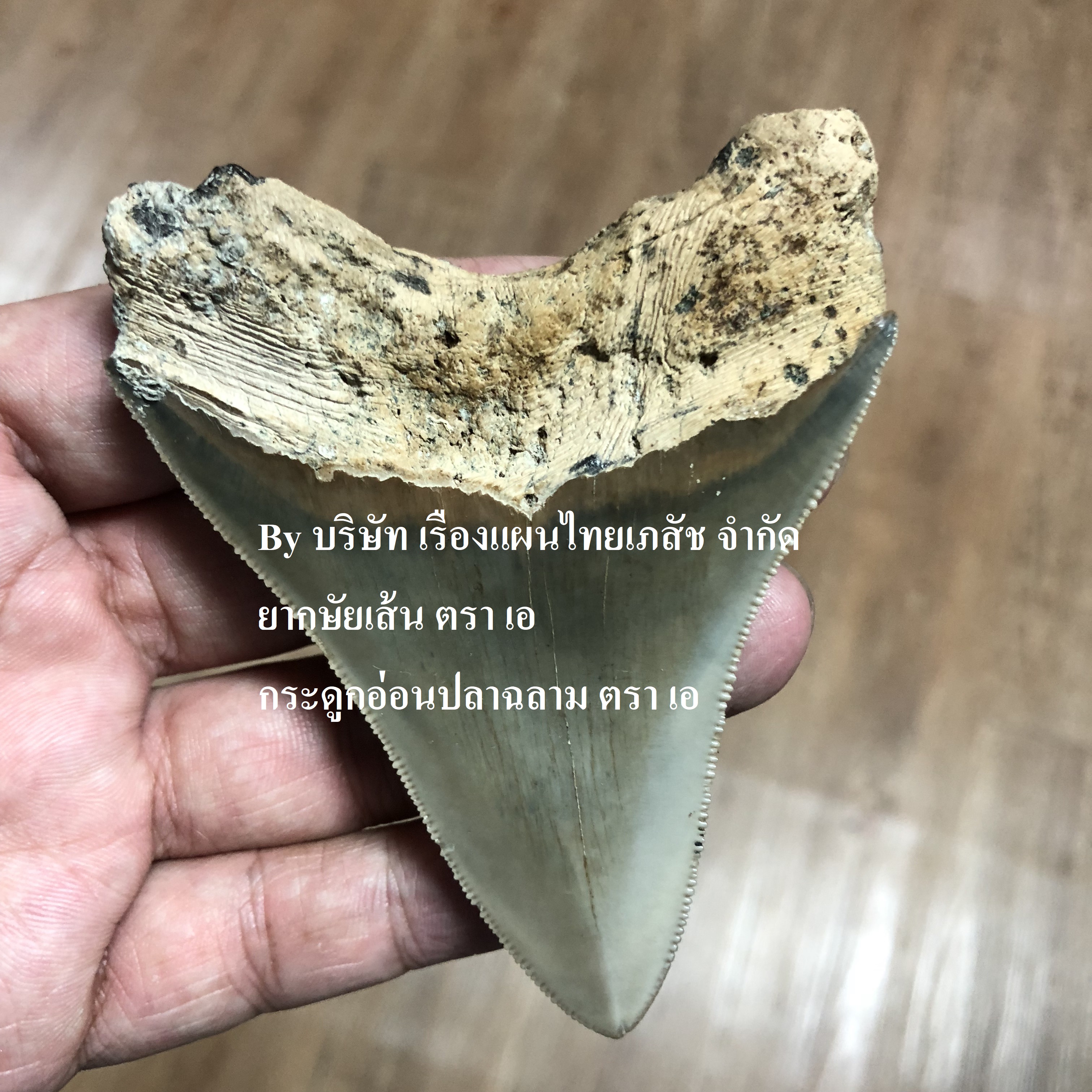 ฟอสซิลฟันฉลาม Megalodon