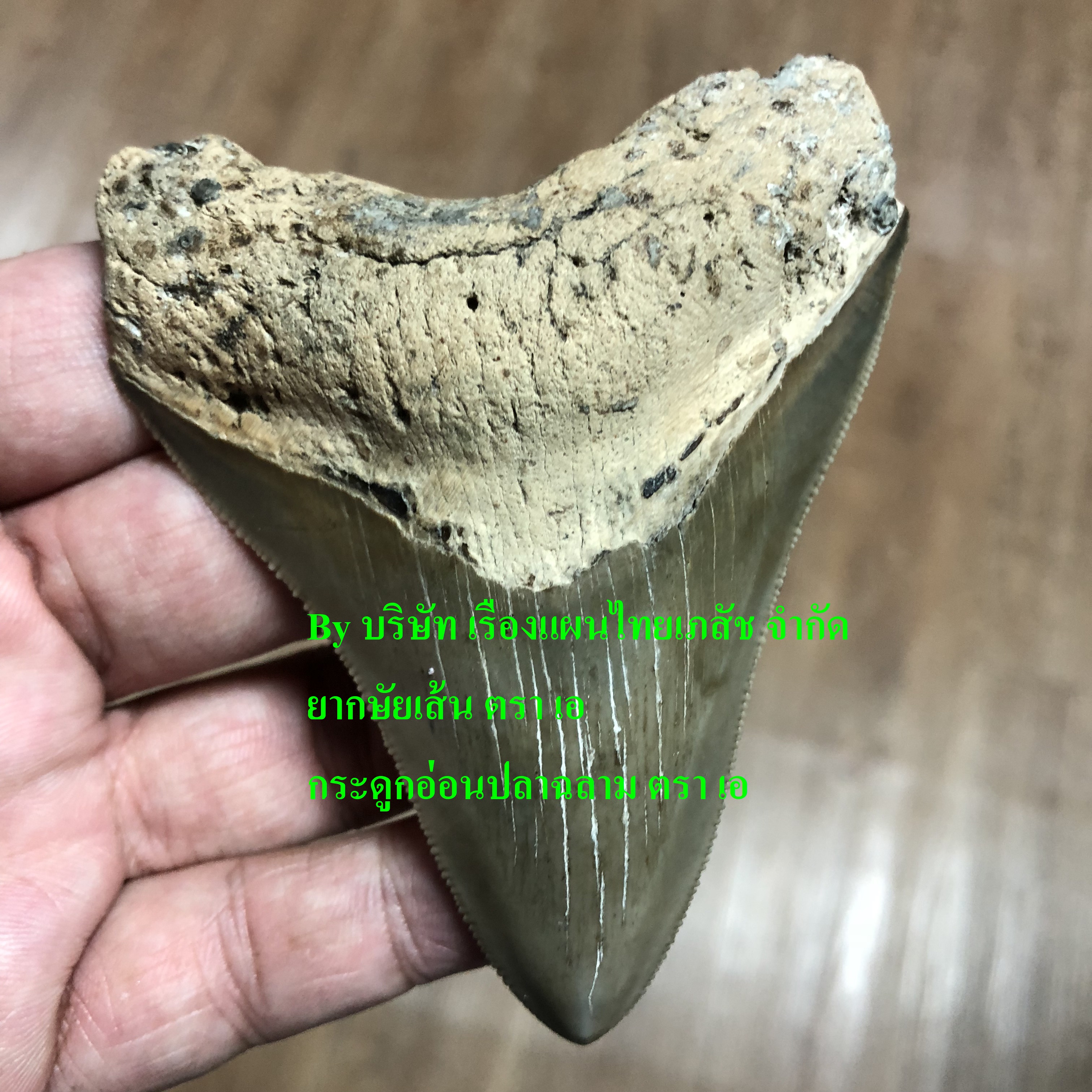 ฟอสซิลฟันฉลาม Megalodon