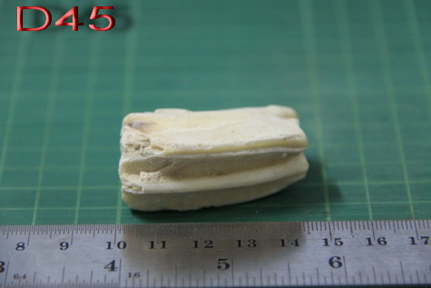 ฟอสซิลฟันไดโนเสาร์