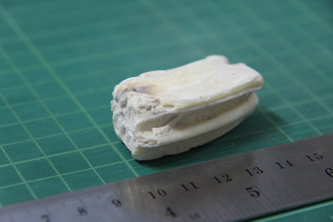 ฟอสซิลฟันไดโนเสาร์