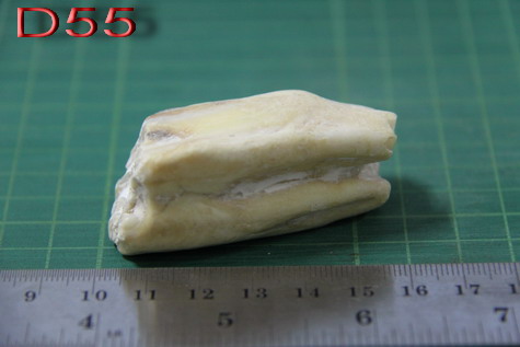 ฟอสซิลฟันไดโนเสาร์