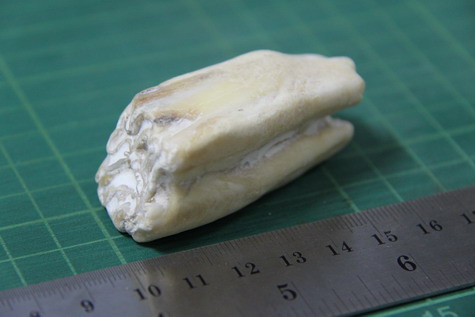 ฟอสซิลฟันไดโนเสาร์