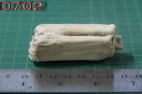 ฟอสซิลฟันไดโนเสาร์