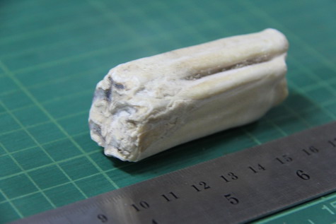 ฟอสซิลฟันไดโนเสาร์