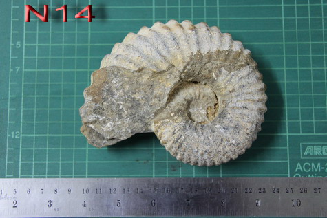 ฟอสซิลหอยงวงช้าง ฟอสซิลหอยกลายเป็นหิน