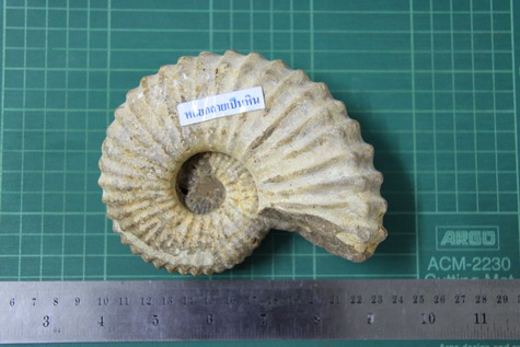 ฟอสซิลหอยงวงช้าง ฟอสซิลหอยกลายเป็นหิน