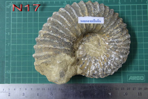 ฟอสซิลหอยงวงช้าง ฟอสซิลหอยกลายเป็นหิน