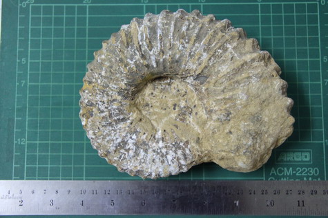 ฟอสซิลหอยงวงช้าง ฟอสซิลหอยกลายเป็นหิน