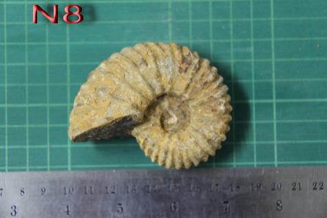 ฟอสซิลหอยงวงช้าง ฟอสซิลหอยกลายเป็นหิน