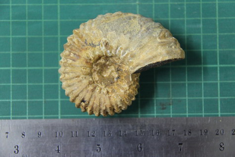 ฟอสซิลหอยงวงช้าง ฟอสซิลหอยกลายเป็นหิน